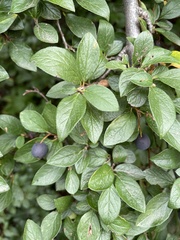 Cotoneaster lucidus