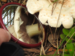Amanita ochrophylloides
