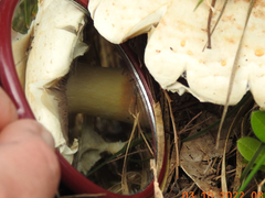 Amanita ochrophylloides