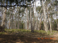 Amanita ochrophylloides
