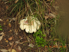 Amanita ochrophylloides