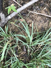 Apterodela unipunctata