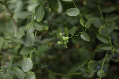 Cocculus diversifolius