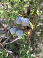Juniperus poblana
