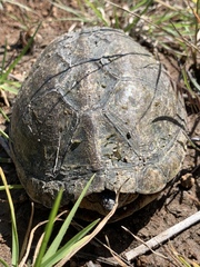 Kinosternon integrum