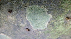 Lecanora thysanophora