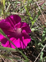 Ipomoea elongata