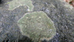 Lecanora thysanophora