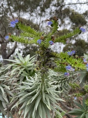 Echium candicans