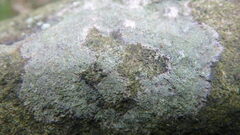 Lecanora thysanophora