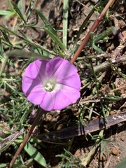 Ipomoea capillacea