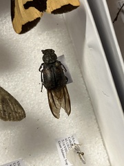Nicrophorus sayi