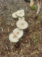 Agaricus californicus