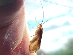 Platycentropus radiatus