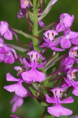 Platanthera peramoena