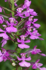 Platanthera peramoena