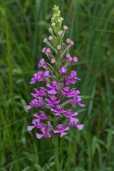 Platanthera peramoena