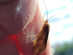 Platycentropus radiatus