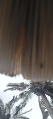 Agaricus californicus