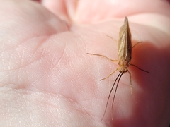Platycentropus radiatus