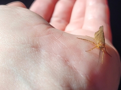 Platycentropus radiatus