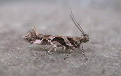 Aristotelia fungivorella