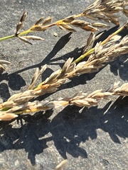 Poa compressa