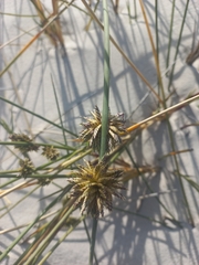 Cladoraphis cyperoides