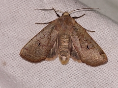 Conistra erythrocephala
