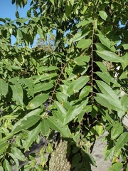 Zelkova serrata