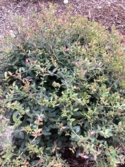 Pyracantha koidzumii