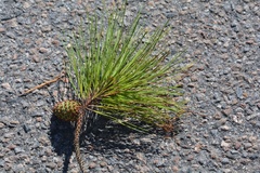 Pinus