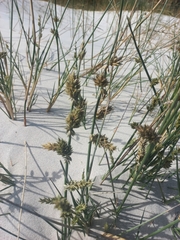 Cladoraphis cyperoides