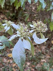 Pycnanthemum incanum
