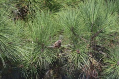 Pinus