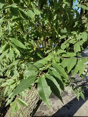 Zelkova serrata