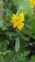 Melilotus altissimus