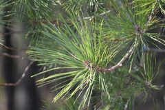 Pinus