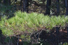 Pinus