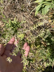 Lithospermum parviflorum
