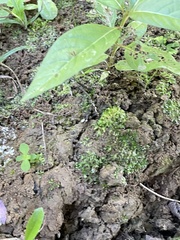 Riccia huebeneriana