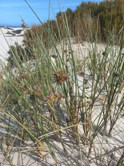 Cladoraphis cyperoides