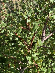 Rhamnus ilicifolia