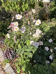 Eriocapitella hupehensis