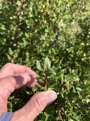Rhamnus ilicifolia