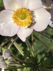 Eriocapitella hupehensis