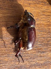 Phyllognathus excavatus