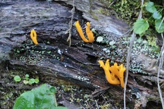 Calocera