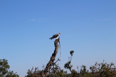 Elanus caeruleus caeruleus