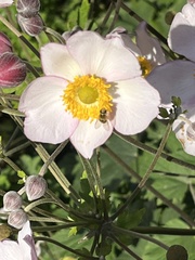 Eriocapitella hupehensis